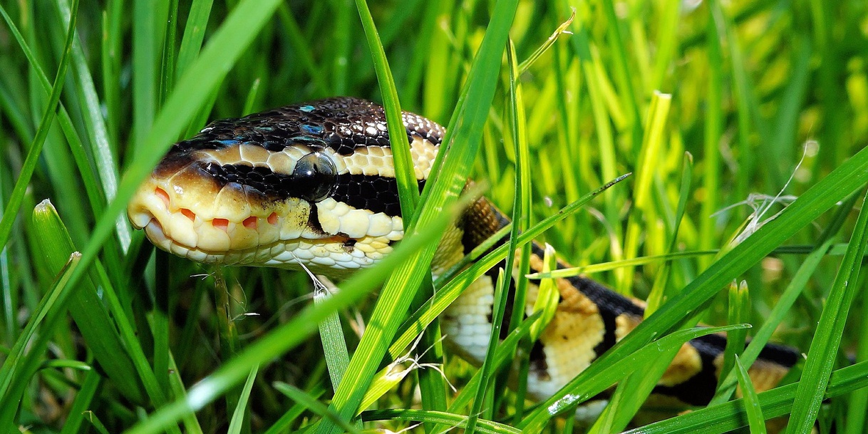 Python im Gras